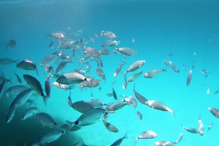 Snorkeling the Molara Natural Pools: Guided RIB Trip from San Teodoro photo 2