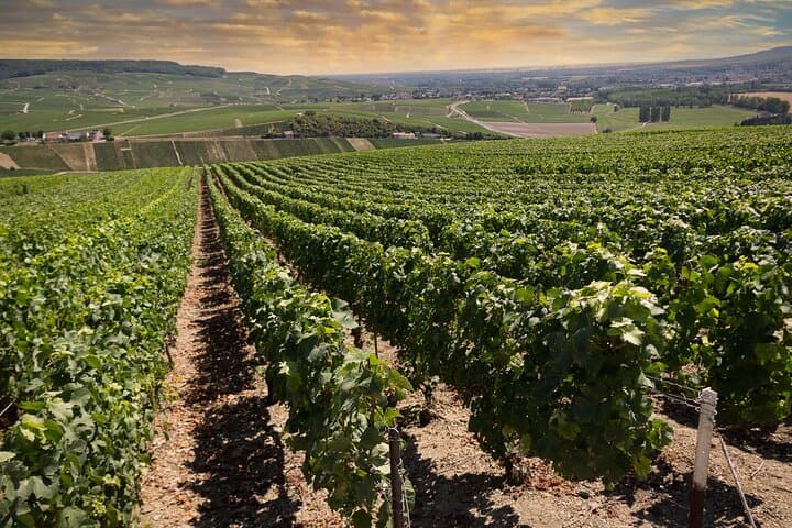 Full-Day Champagne Tasting Tour from Paris — Reims, Hautvillers & Cellar Visits photo 1