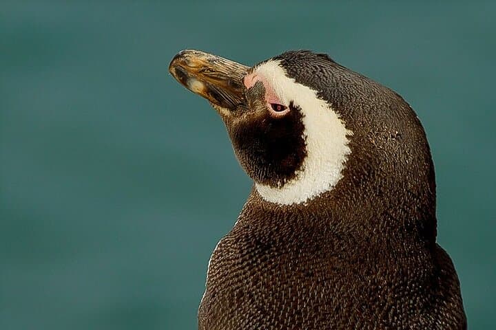 Full-Day Punta Tombo Penguin Colony Tour from Puerto Madryn photo 2