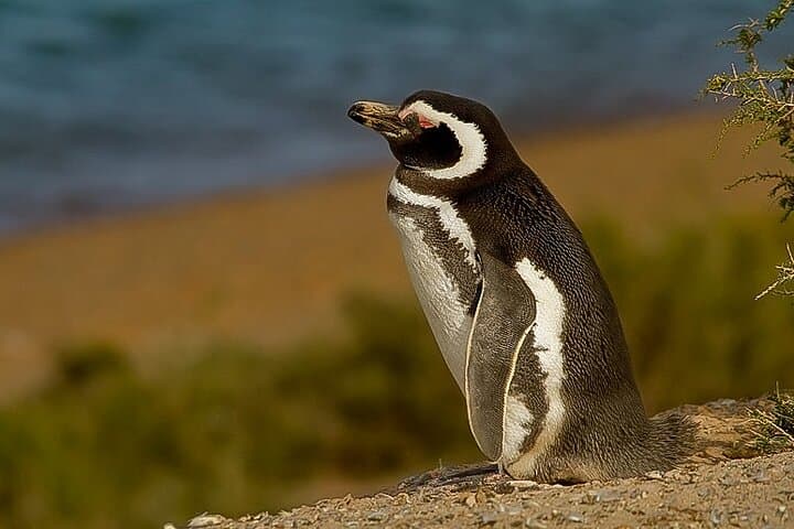 Full-Day Punta Tombo Penguin Colony Tour from Puerto Madryn photo 3