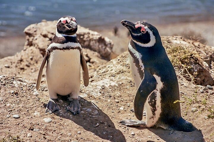 Full-Day Punta Tombo Penguin Colony Tour from Puerto Madryn