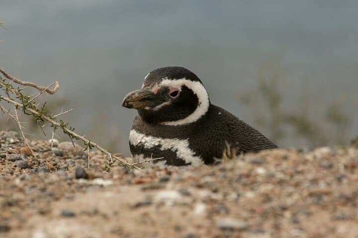 Full-Day Punta Tombo Penguin Colony Tour from Puerto Madryn photo 4