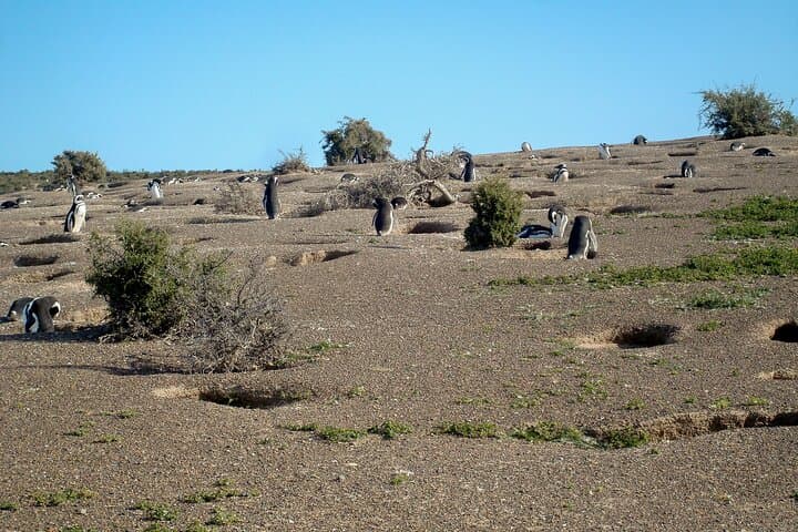 Full-Day Punta Tombo Penguin Colony Tour from Puerto Madryn photo 6