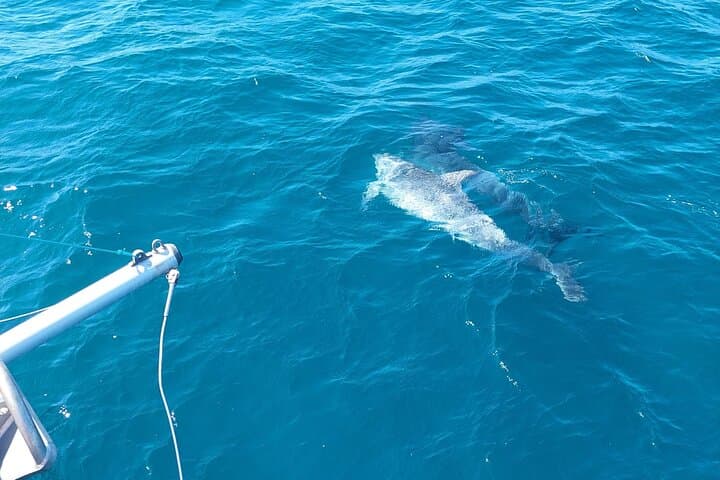Estepona Catamaran Dolphin Trip – 2-Hour Sea Swim & Sunset Views photo 5