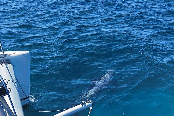 Estepona Catamaran Dolphin Trip – 2-Hour Sea Swim & Sunset Views photo 6