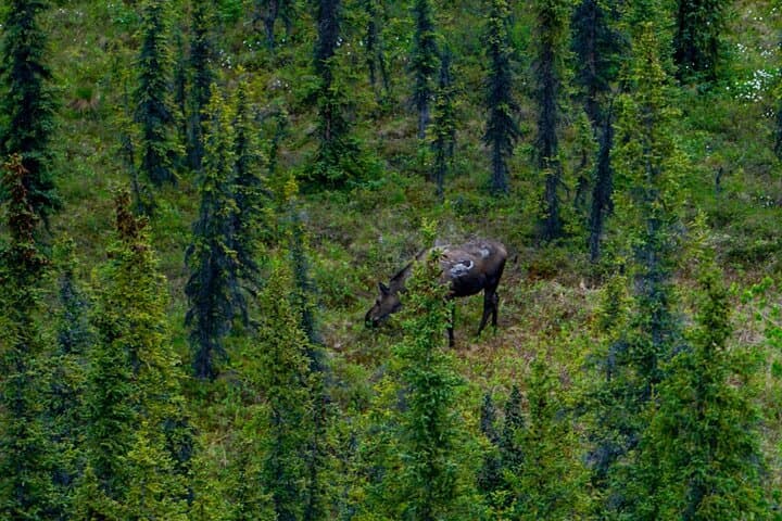 Denali Park Nature Walk: 3-Hour Naturalist Guided Hike photo 3