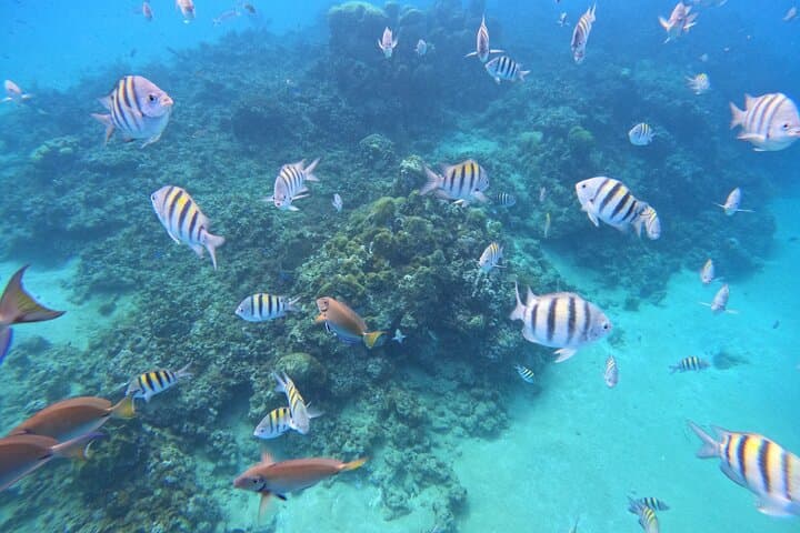 Sosua-to-Puerto-Plata Catamaran: 3-Spot Snorkel, Lunch & Drinks photo 5