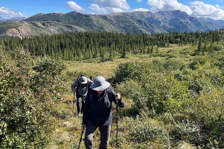 Denali Off-Trail Hiking: Foraging, Wildlife & Boreal Forest Walk with a Naturalist photo 6
