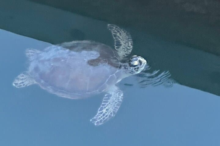 St. Augustine SUP Adventure: Paddle with Dolphins, Manatees & Sea Turtles photo 5