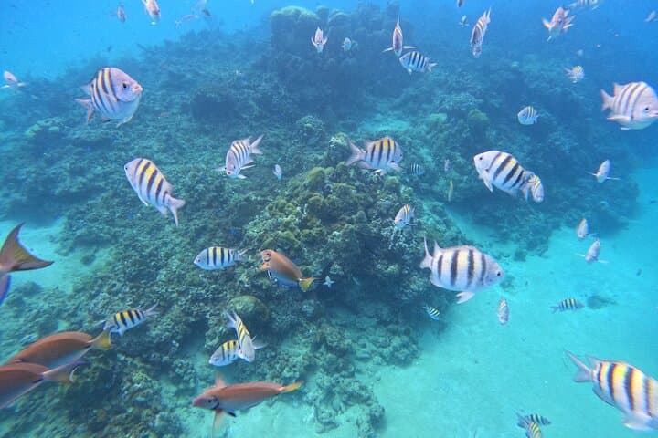 Cabarete Party Catamaran & Snorkeling — Half-Day Sail, Reefs & Drinks photo 5