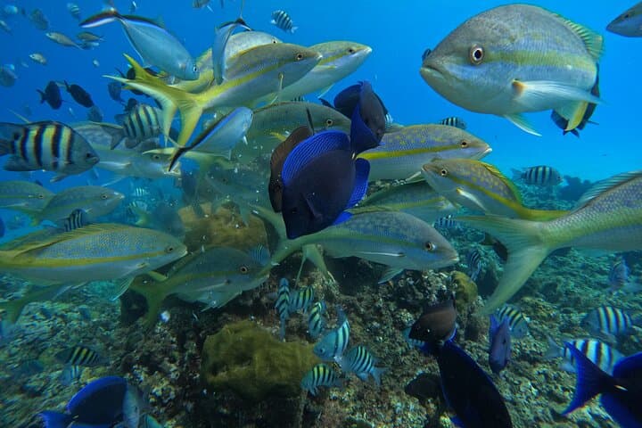 Cabarete Party Catamaran & Snorkeling — Half-Day Sail, Reefs & Drinks photo 3