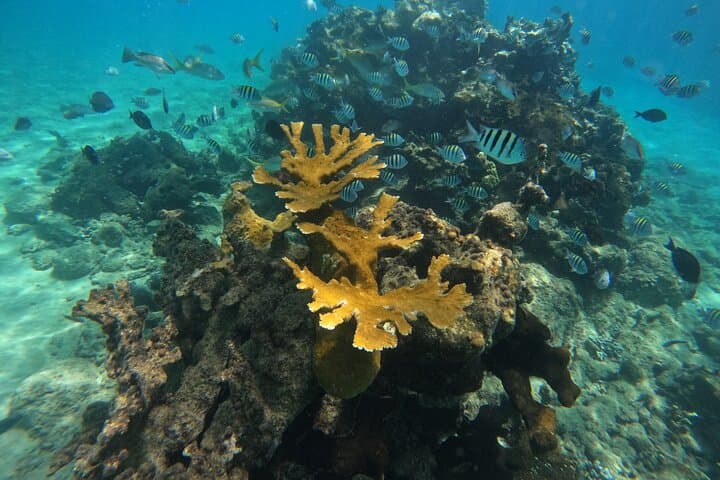 Full-Day Paradise Island Snorkel from Punta Rucia to Cayo Arena photo 3