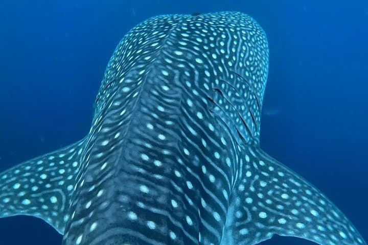 Puerto Escondido Whale & Dolphin Safari: 3-Hour Pacific Marine Cruise