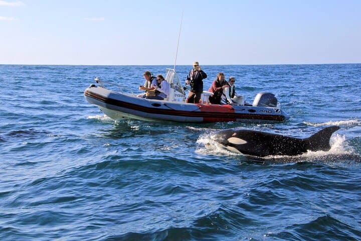 San Diego Zodiac Whale & Dolphin Watching — Small-Group Mission Bay Cruise
