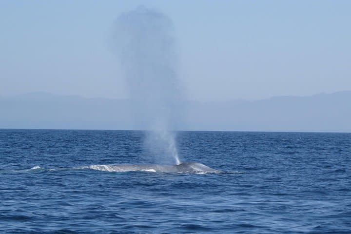 San Diego Zodiac Whale & Dolphin Watching — Small-Group Mission Bay Cruise photo 3