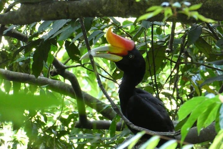 Bukit Lawang 2-Day Jungle Trek & River Tubing in Gunung Leuser photo 4