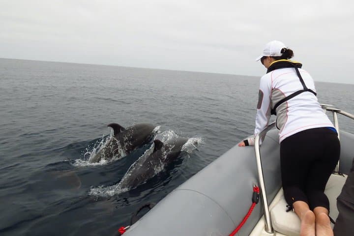 San Diego Zodiac Whale & Dolphin Watching — Small-Group Mission Bay Cruise photo 4