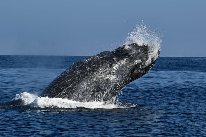 San Diego Zodiac Whale & Dolphin Watching — Small-Group Mission Bay Cruise photo 5