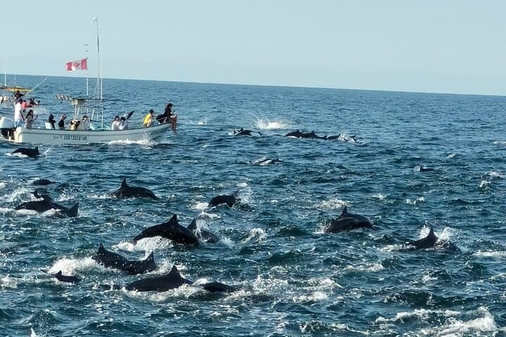 Puerto Escondido Whale & Dolphin Safari: 3-Hour Pacific Marine Cruise photo 2