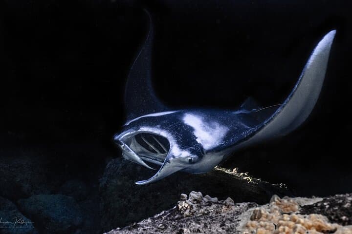 Manta Ray Night Snorkel Kona: An Unforgettable Underwater Encounter