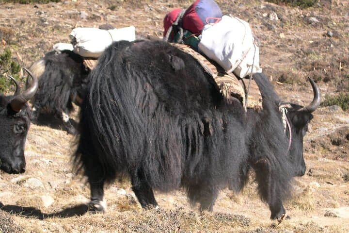 Summit Lobuje Peak: 16-Day Lobuche Climb with Everest Base Camp Trek photo 5