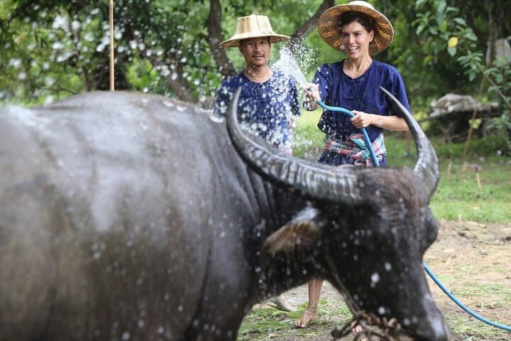 Hands-On Rice Planting & Buffalo Care at Hang Tueng Farm near Chiang Mai photo 2