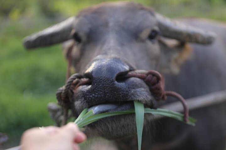 Hands-On Rice Planting & Buffalo Care at Hang Tueng Farm near Chiang Mai photo 3