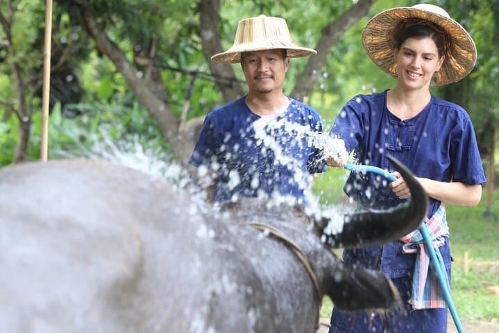 Hands-On Rice Planting & Buffalo Care at Hang Tueng Farm near Chiang Mai photo 4