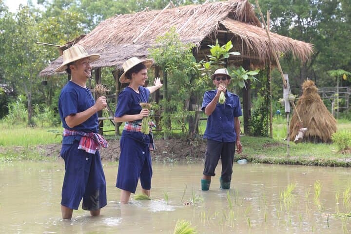 Hands-On Rice Planting & Buffalo Care at Hang Tueng Farm near Chiang Mai photo 5