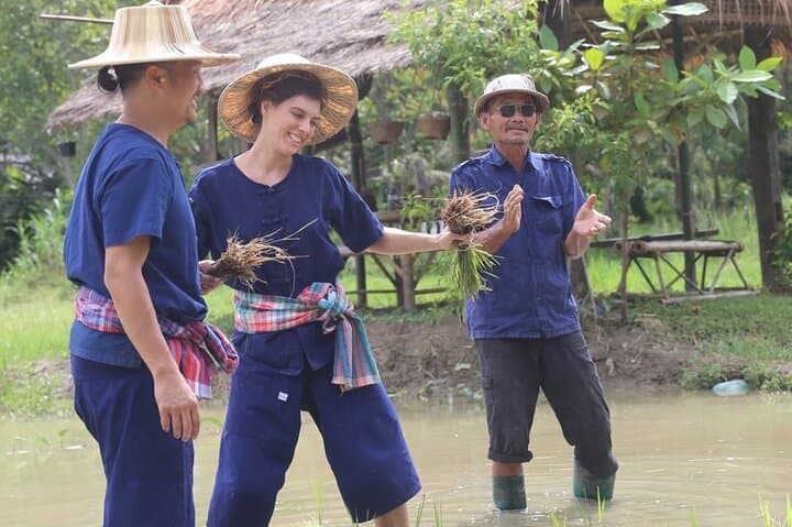 Hands-On Rice Planting & Buffalo Care at Hang Tueng Farm near Chiang Mai photo 6