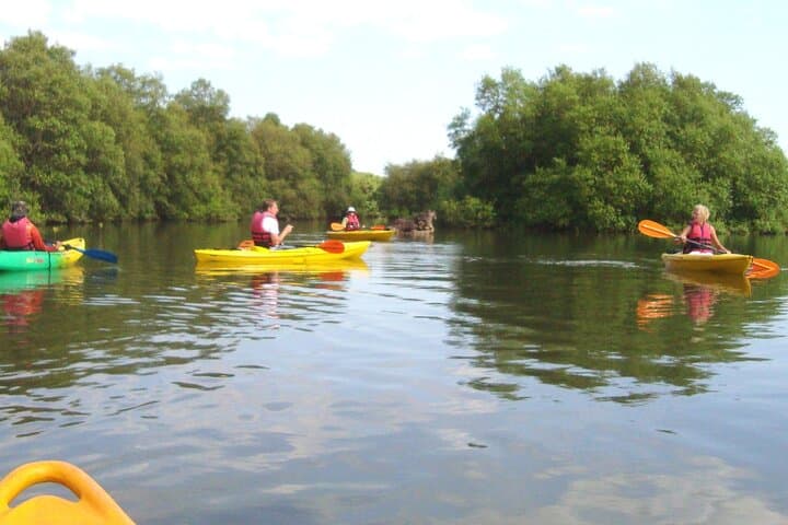 Spike's Salonia Backwaters Kayak Tour — North Goa Mangrove Paddle & Birdwatching photo 3