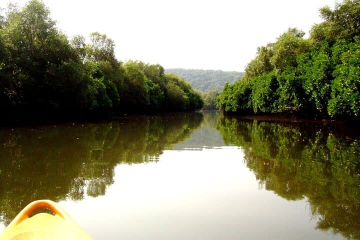 Spike's Salonia Backwaters Kayak Tour — North Goa Mangrove Paddle & Birdwatching photo 4