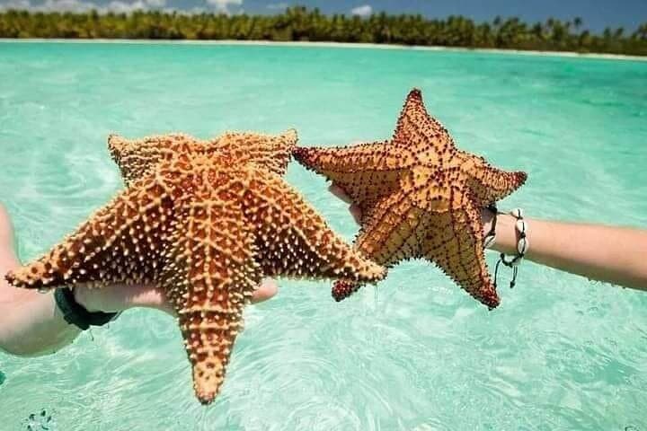 Saona Island Day Trip from Punta Cana: Natural Pool, Starfish & Beach Buffet photo 4