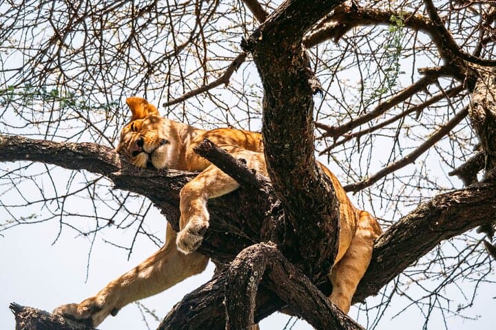 2-Day Private Tarangire Safari: Overnight Camping & Sunrise Game Drives photo 3
