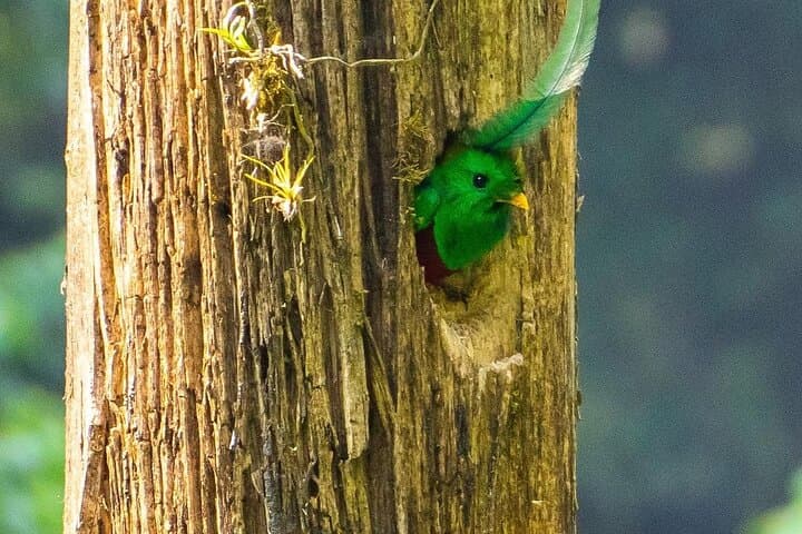 Quetzal Quest: Birdwatching at Rey Tepepul Lookout, Lake Atitlán photo 1