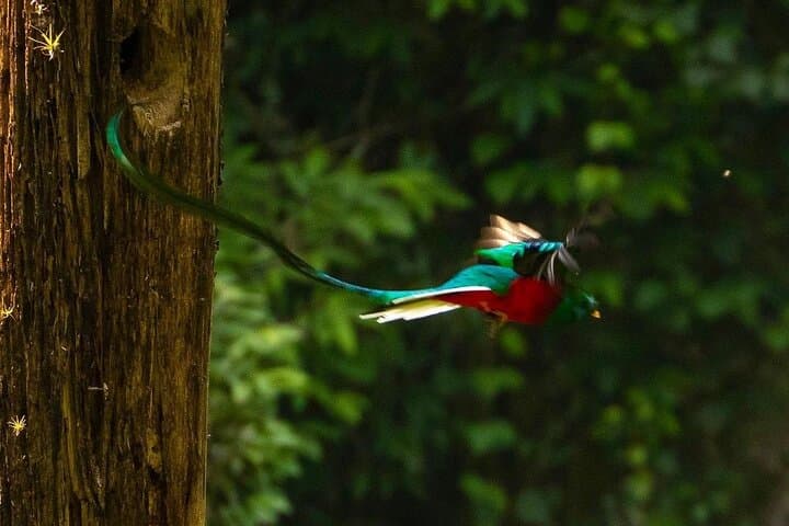 Quetzal Quest: Birdwatching at Rey Tepepul Lookout, Lake Atitlán photo 3