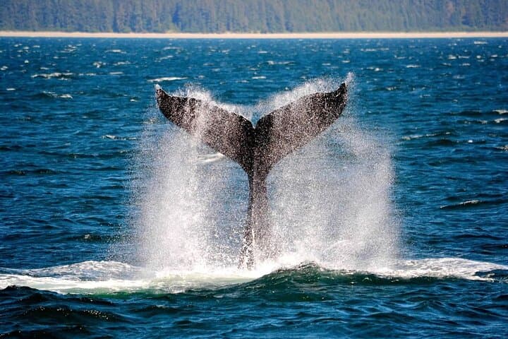 Icy Strait Whale & Wildlife Endeavor: Small-Boat Wildlife Cruise from Hoonah photo 1