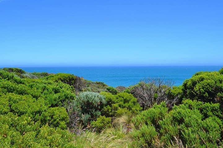Private Great Ocean Road Discovery Tour — Twelve Apostles, Otways & Wildlife photo 6