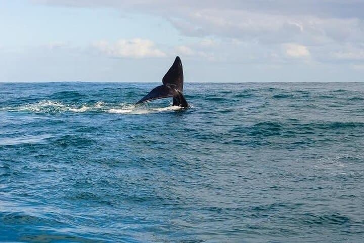 Hermanus Whale Watching: Catamaran Trips to See Southern Right Whales