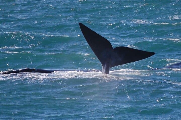 Hermanus Whale Watching: Catamaran Trips to See Southern Right Whales photo 2