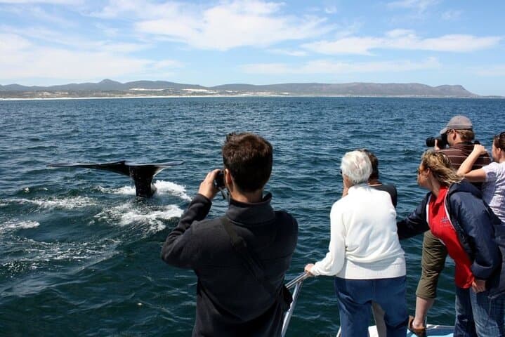 Hermanus Whale Watching: Catamaran Trips to See Southern Right Whales photo 3