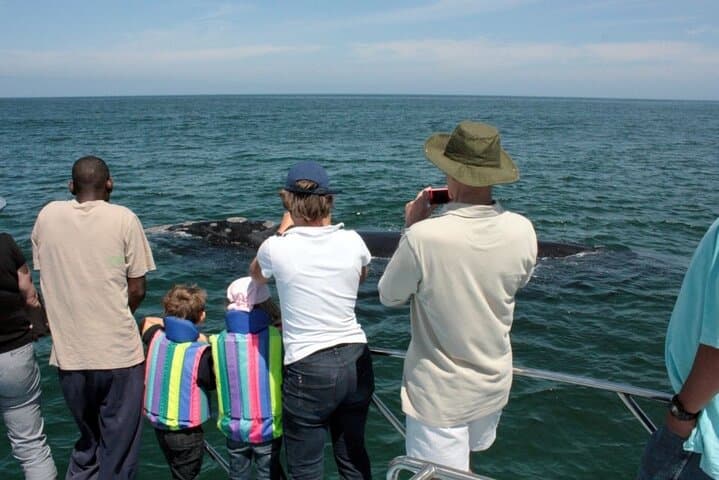 Hermanus Whale Watching: Catamaran Trips to See Southern Right Whales photo 4