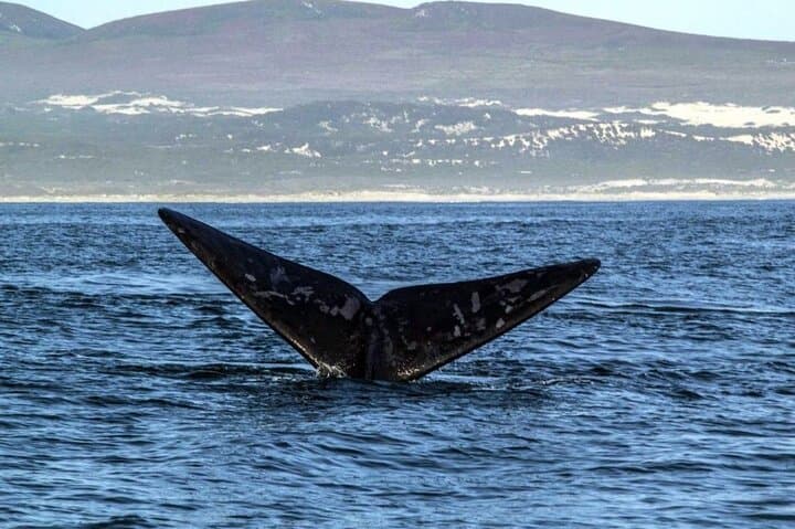 Hermanus Whale Watching: Catamaran Trips to See Southern Right Whales photo 5