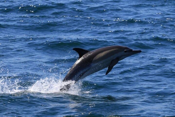 Hermanus Whale Watching: Catamaran Trips to See Southern Right Whales photo 6