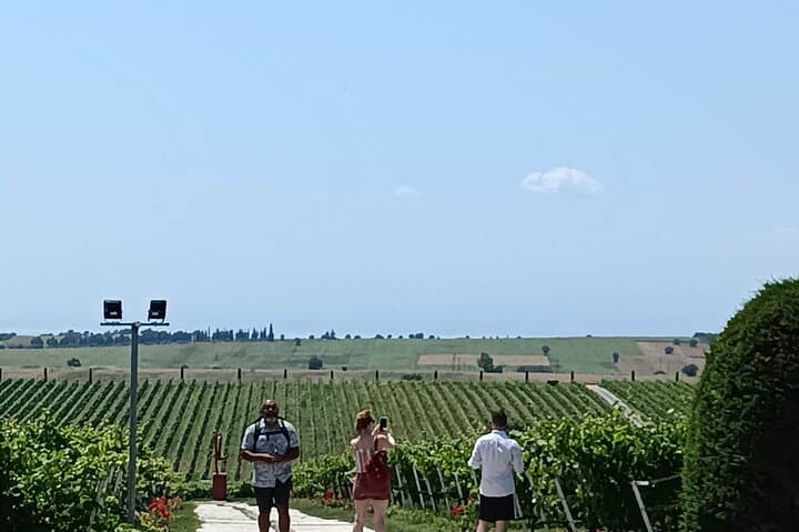 Thessaloniki Wine Journey to Ktima Gerovassiliou: Vineyard Tour & Tasting