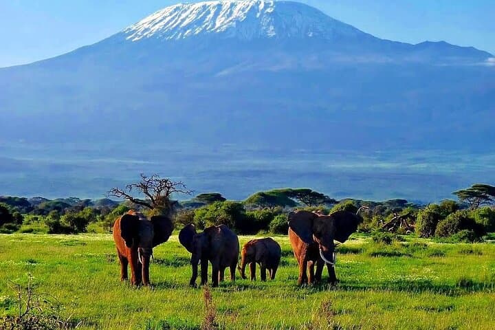 3-Day Amboseli Safari by Flight from Diani or Mombasa — Kilimanjaro Views & Big Five photo 1