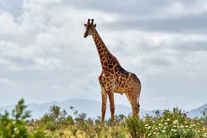 2-Day Private Mikumi Safari from Zanzibar with Overnight Accommodation