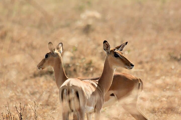2-Day Private Mikumi Safari from Zanzibar with Overnight Accommodation photo 4