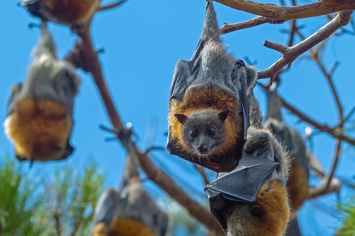 Sydney Flying-Fox Experience: See Thousands of Australia's Largest Bats Up Close photo 2