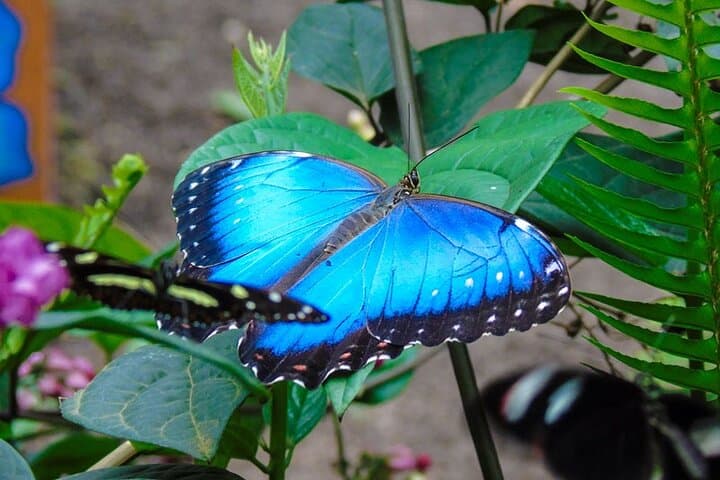 Mindo Cloud Forest Adventure: Hummingbirds, Waterfalls & Chocolate